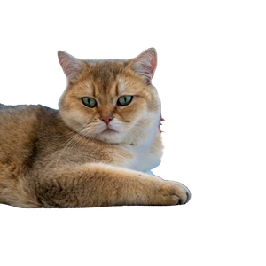 Related cat image: A British Shorthair Cat Lounging Indoors On A Sunny Day With Selective Focus. 14484